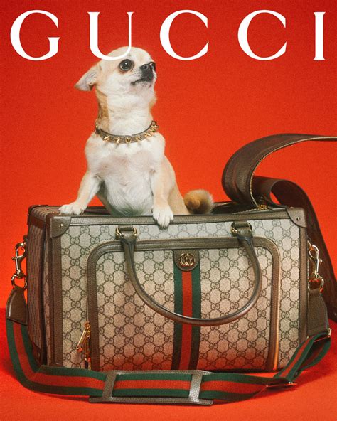 gucci dog print|Gucci pet store.